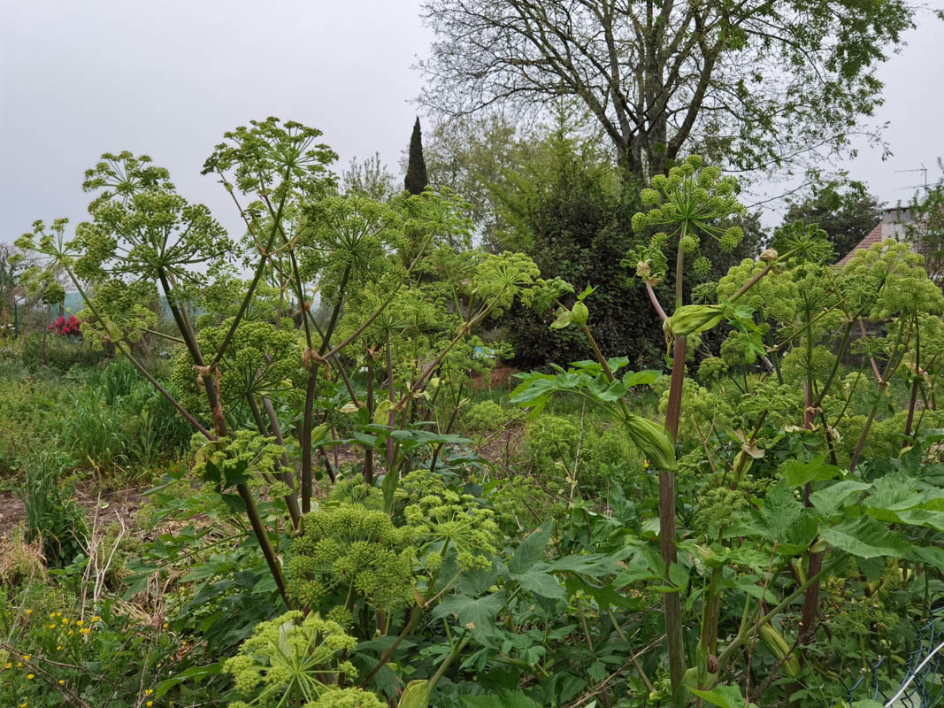 Angelica archangelica